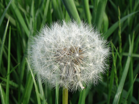 Grzegorz Chmielecki. Mniszek lekarski (Taraxacum officinale)