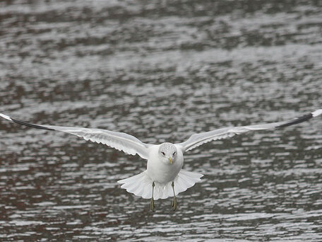 Grzegorz Chmielecki. Mewa pospolita (Larus canus)