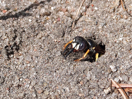 Grzegorz Chmielecki. Taszczyn pszczeli (Philanthus triangulum)