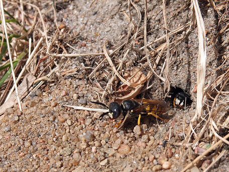 Grzegorz Chmielecki. Taszczyn pszczeli (Philanthus triangulum)