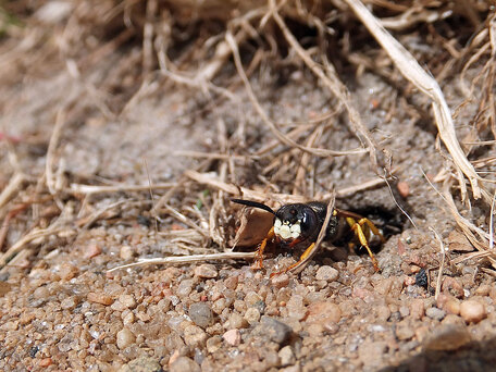 Grzegorz Chmielecki. Taszczyn pszczeli (Philanthus triangulum)