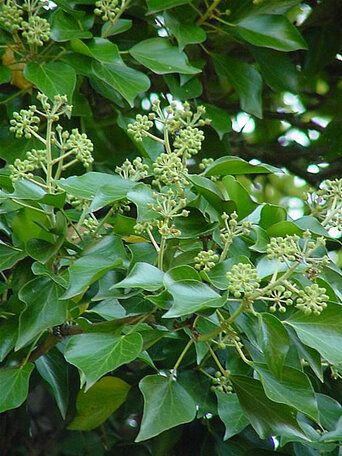 Grzegorz Chmielecki. Hedera helix - Bluszcz pospolity