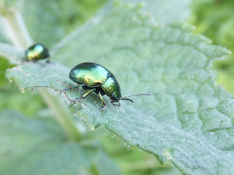 Grzegorz Chmielecki. Złotka jasnotowa (Chrysolina fastuosa Scop.) żerująca na mięcie